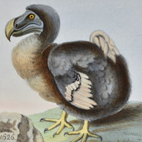 dodo